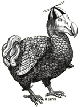 capclave dodo